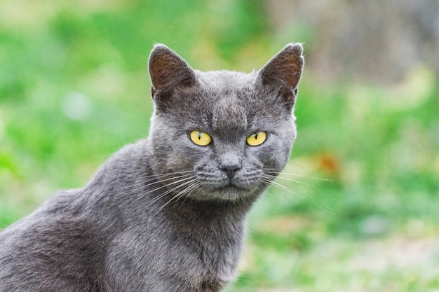 Gato cinza escuro com olhos amarelos na grama background_