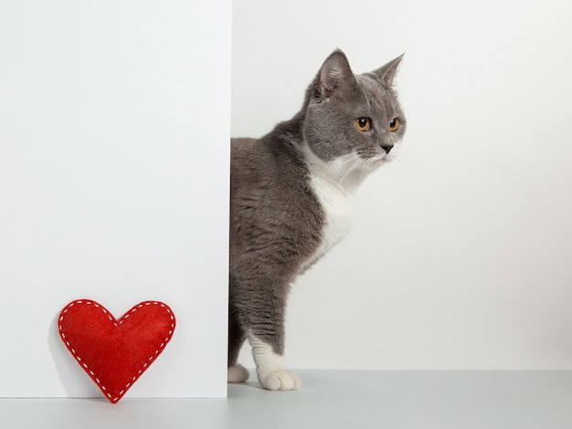 Gato cinza espreita do canto, emoções animais, coração de artesanato vermelho, dia dos namorados, em um conceito branco.