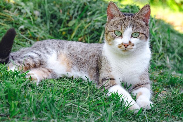 Gato cinza está deitado em uma grama verde