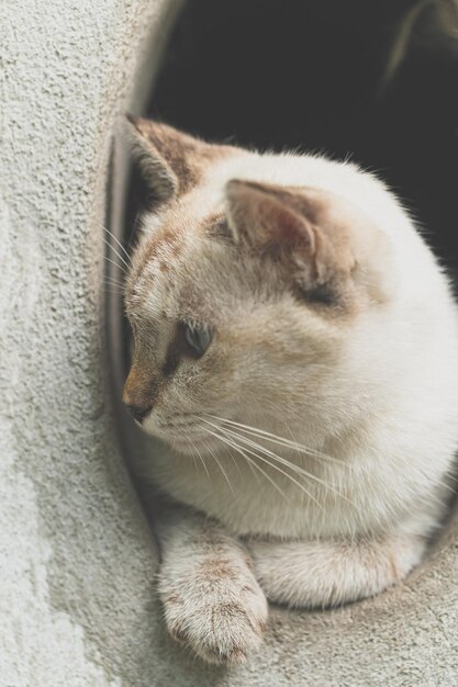 Gato cinza fofo brincando