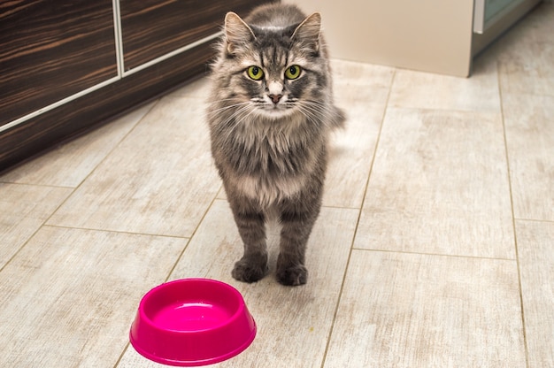 Gato cinza fofo com olhos amarelos na cozinha esperando pela comida