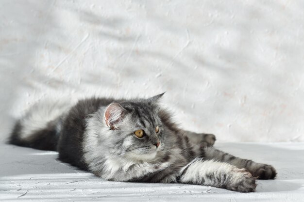 Gato cinza fofo deitado sobre um fundo cinza com luz solar Espaço para cópia