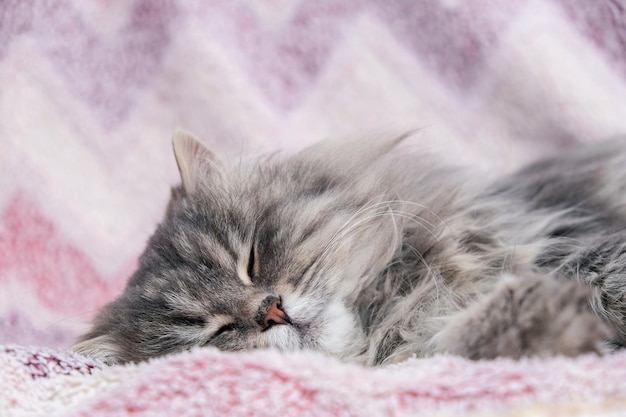 Gato cinza fofo fechado gato cinza com grandes olhos amarelos gato fofo dorme docemente