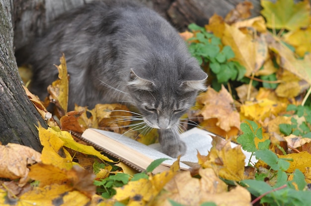 Gato cinza fofo lendo um livro no outono