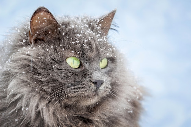 Gato cinza fofo no inverno em fundo azul closeup_