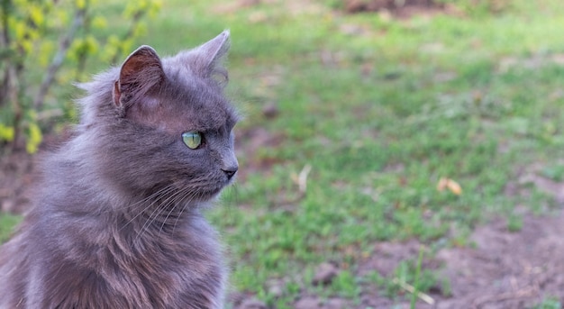 Gato cinza fofo no jardim olhando para longe