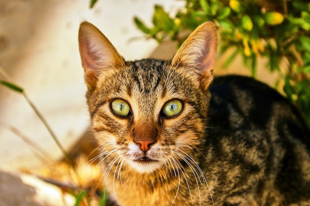 Gato cinza fofo olhando para você