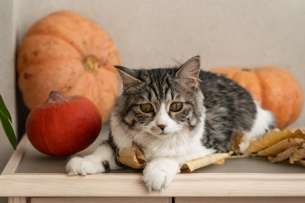 Gato cinza fofo senta-se na mesa entre abóboras e folhas de outono