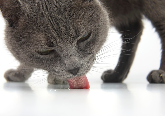 Gato cinza lambendo os restos de leite