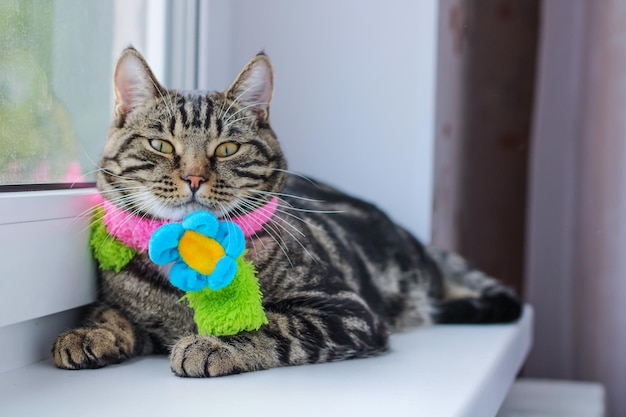 Gato cinza listrado em um lenço colorido