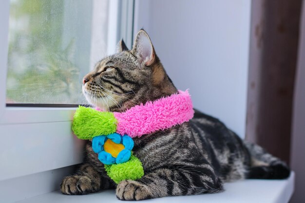 Gato cinza listrado em um lenço colorido
