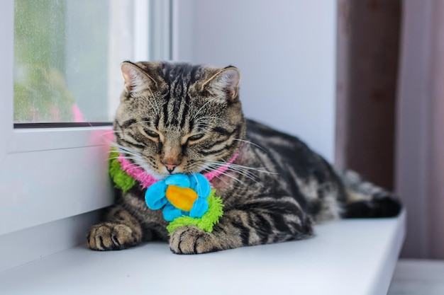 Gato cinza listrado em um lenço colorido