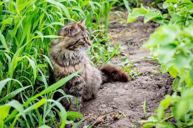 Gato cinza listrado no jardim entre grama alta