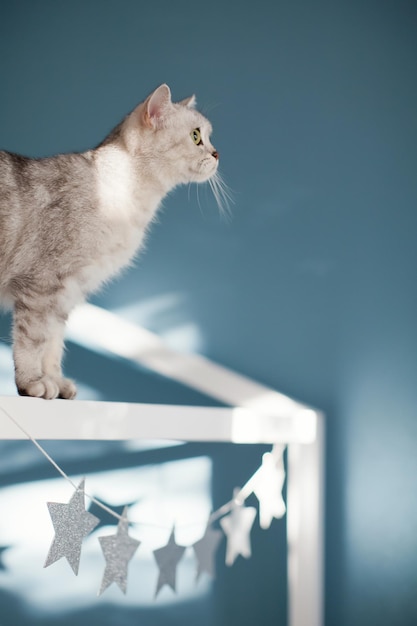 Foto gato cinza na cama da criança