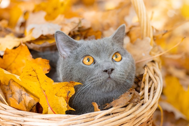 Gato cinza na cesta.