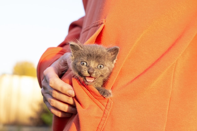 Gato cinza nas mãos. gatinho sorrindo sentado no bolso da roupa laranja. copie o espaço