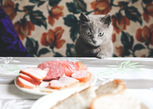 Foto gato cinza perto da mesa. animal de estimação fofo quer roubar comida. animais famintos em casa.
