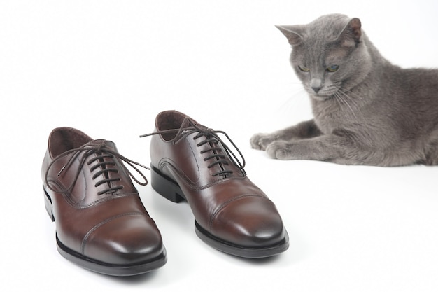 Gato cinza sentado ao lado de sapatos clássicos Oxford marrons isolado