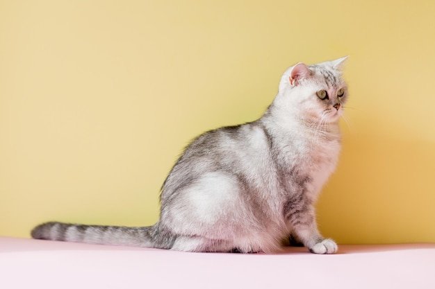 Gato cinza sentado no fundo da parede amarela