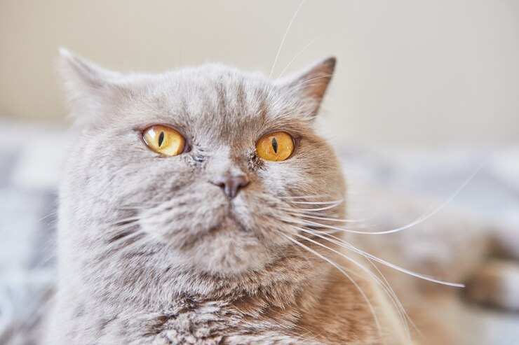 Foto gato cinza shorthair britânico senta-se em casa na cama.