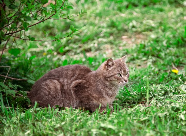 Gato cinzento ao ar livre no verão