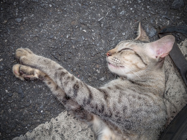 Gato cinzento bonito dormindo na trilha. Colse up e foco seletivo.