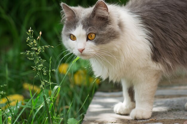 Gato cinzento, cheirando a flor