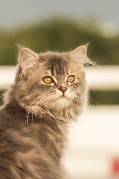 Gato cinzento com cabelo fofo