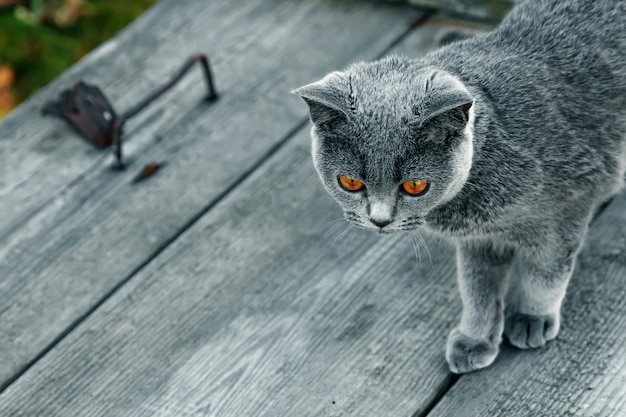 Gato cinzento com olhos amarelos em um tampo da mesa de madeira em cinza. Raça Scottish Straight