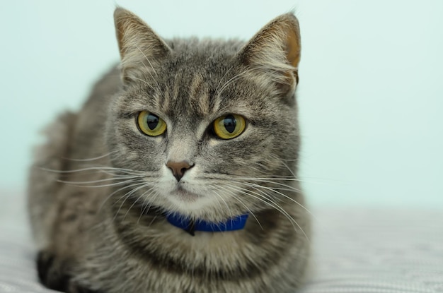 Gato cinzento com olhos amarelos