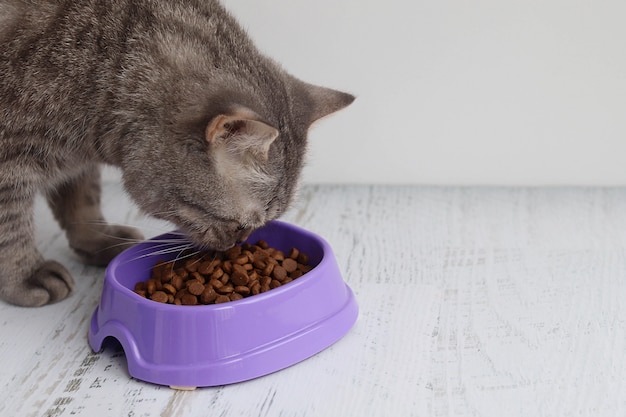 Gato cinzento come comida seca