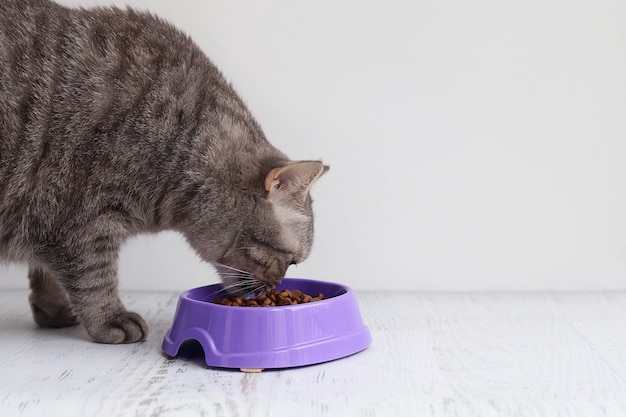 Gato cinzento come comida seca