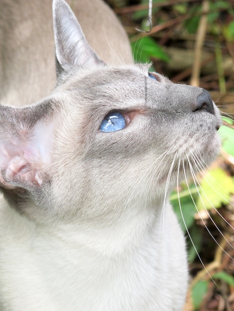 Gato cinzento de retrato com olhos azuis no exterior