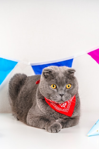 Gato cinzento dobra escocesa comemora aniversário cercado por decoração de festival com bandeiras coloridas