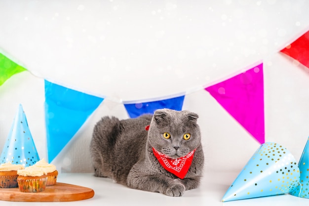 Gato cinzento dobra escocesa comemora aniversário cercado por decoração de festival com bandeiras coloridas