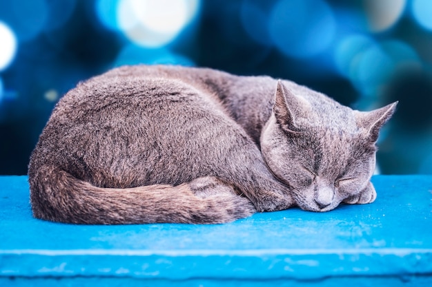 Gato cinzento, dormindo, com bokeh azul