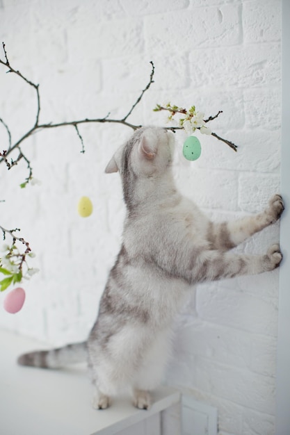 Gato cinzento e árvore de ovos de Páscoa