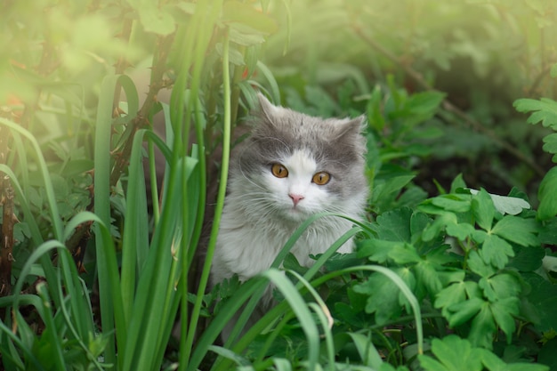 Gato cinzento e branco fofo sentado entre os arbustos