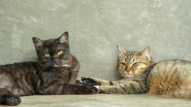 Gato cinzento e listrado escuro que encontra-se na sala.