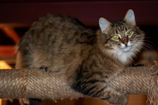 Foto gato cinzento e peludo brincalhão em casa em close-up