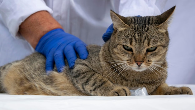 Gato cinzento em close-up em uma mesa em uma clínica veterinária Os veterinários mãos em luvas azuis.