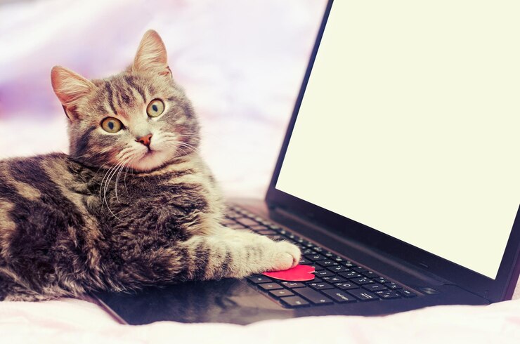 Foto gato cinzento em um caderno em um fundo rosa