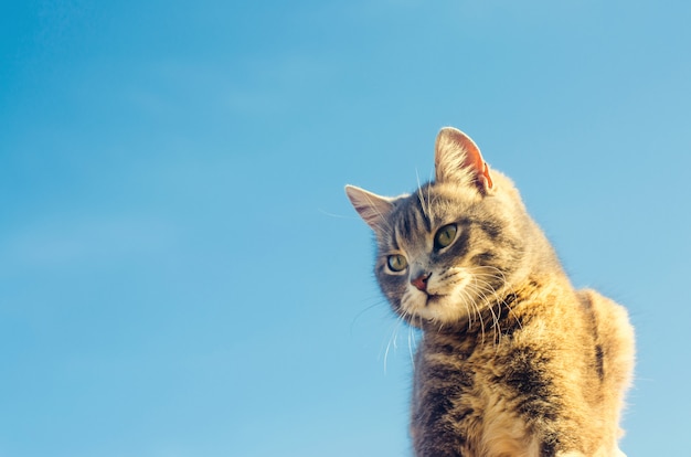 Gato cinzento em um fundo azul na luz solar. gato no céu. um animal de estimação. gatinho lindo.