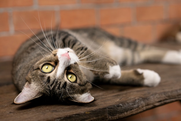 Gato cinzento escuro deitada na mesa