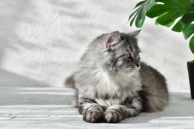 Gato cinzento fofo deitado sobre um fundo cinza com luz solar e flor interior