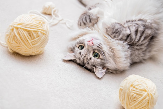 Gato cinzento fofo e fofo se diverte com bolas de fios emaranhados entre meadas