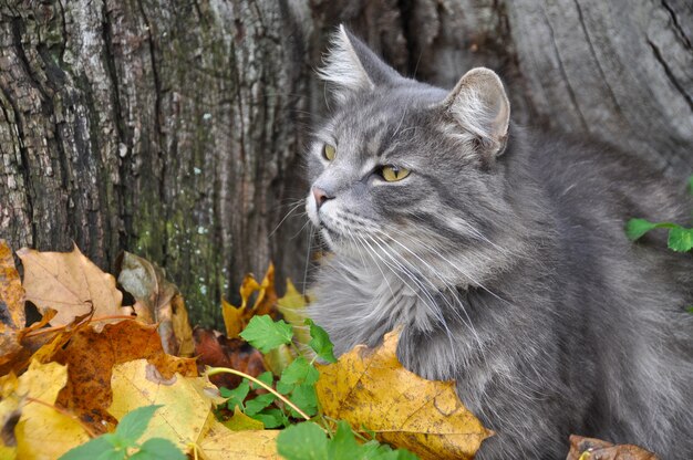 Gato cinzento fofo sentado nas folhas secas caídas, outono