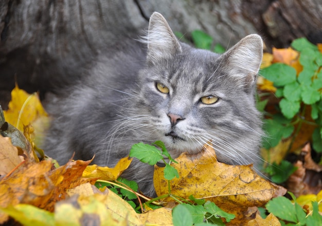 Gato cinzento fofo sentado nas folhas secas caídas, outono