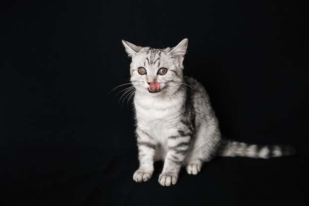 Gato cinzento listrado reto escocês louco com língua para fora