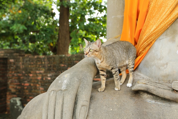 Gato cinzento no templo